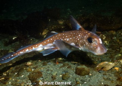 The Spotted Ratfish comes into shallow waters in the summ... by Marc Damant 